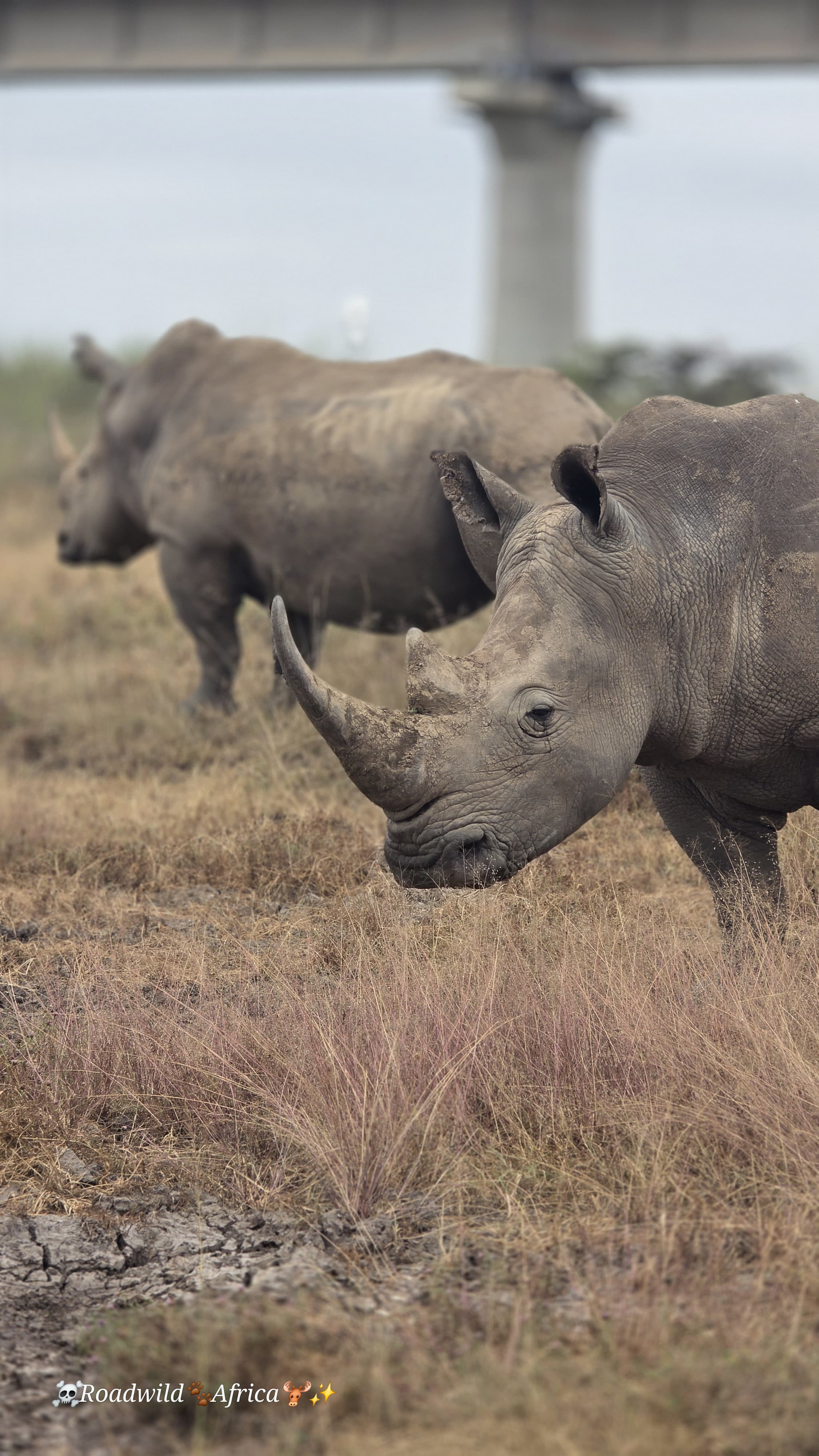 Uganda Safaris