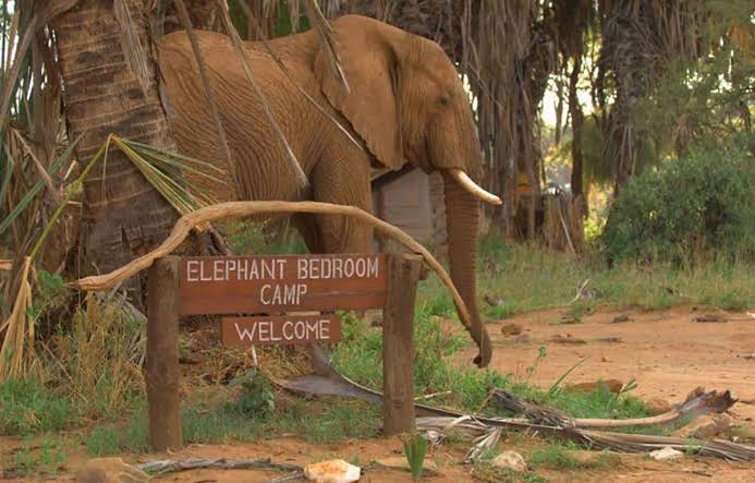 Elephant Bedroom Camp