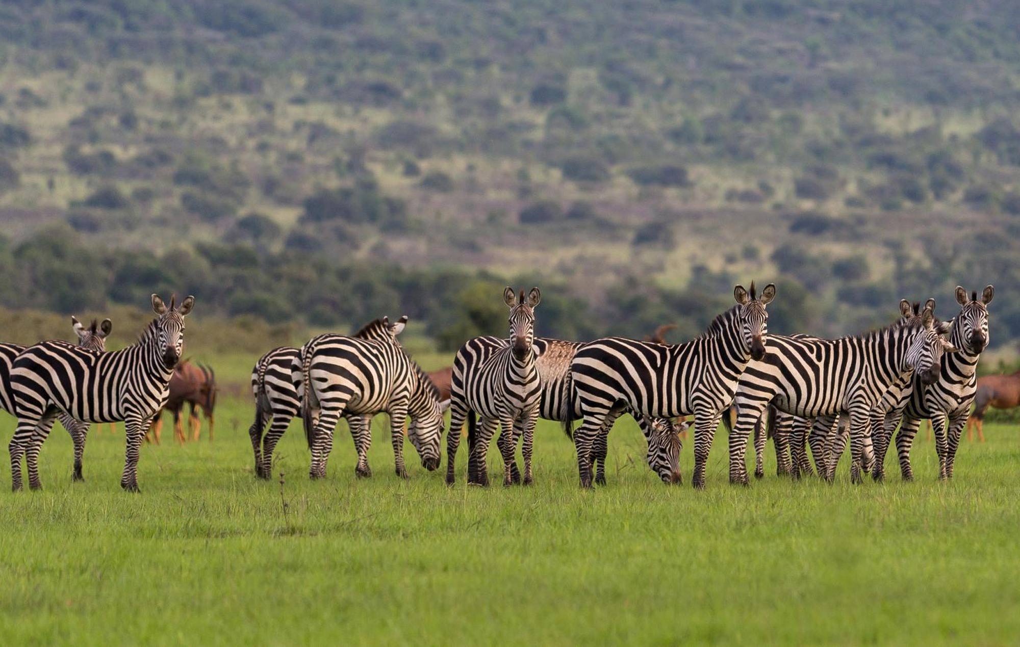 5 Essential Safari Packing Tips