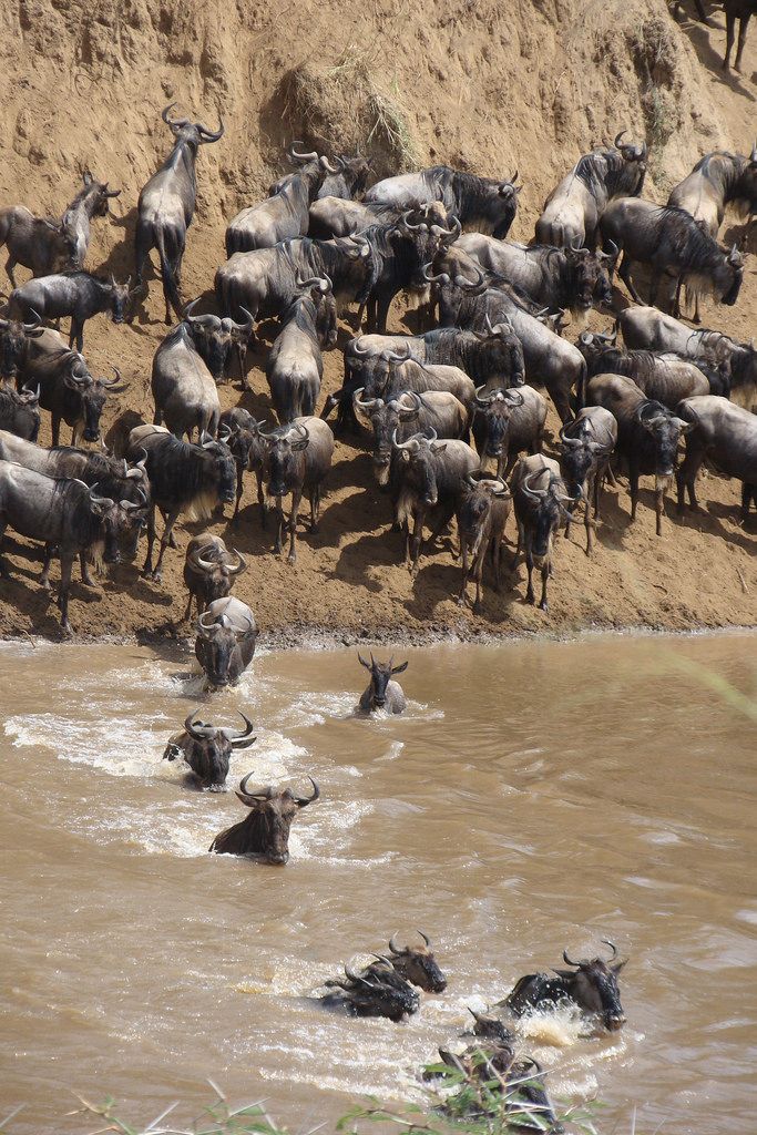 Masai Mara