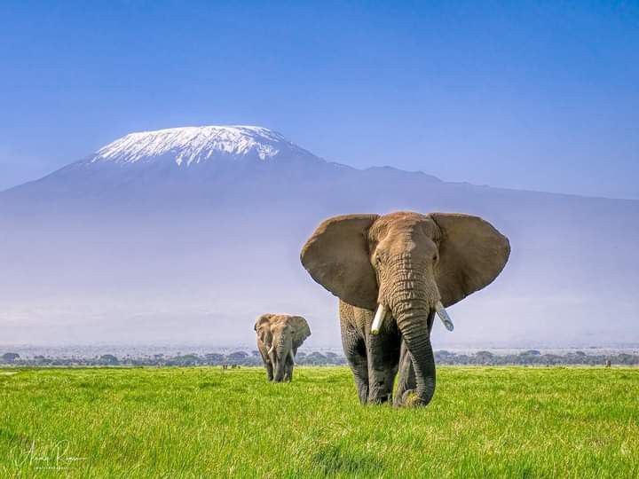 Amboseli