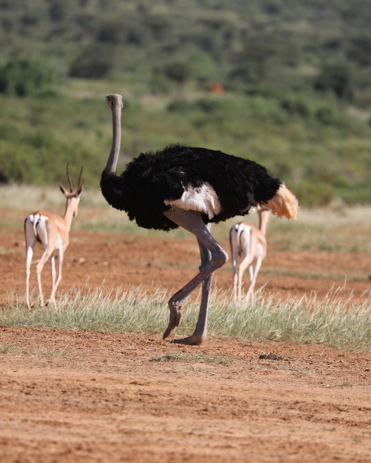 Samburu