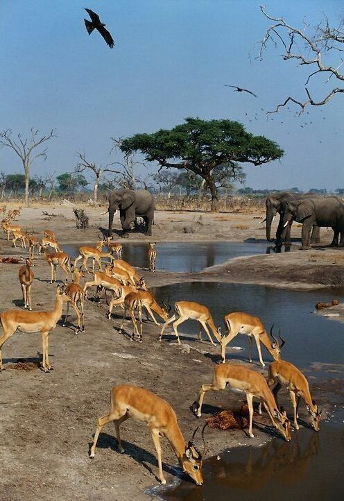 4 Days Ngorongoro Crater / Serengeti Safari