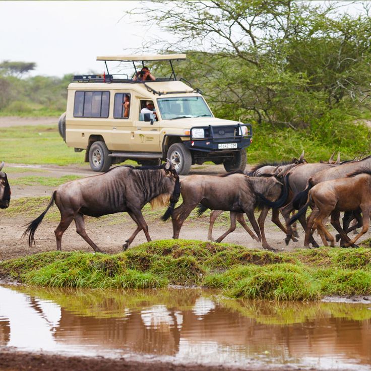 2 Days Masai Mara Safari Package