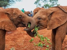 Daphne Sheldrick Elephant Orphanage Day Trip
