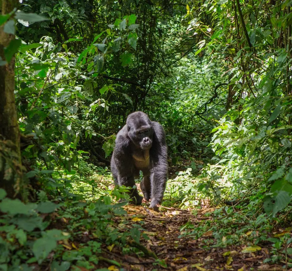 1 Day Volcanoes Gorilla Trek