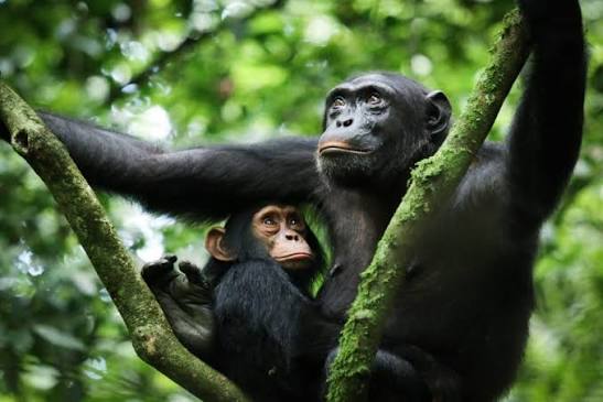 3 Days Murchison Falls Safari