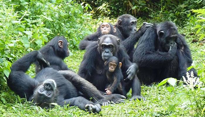 5 Days Uganda Gorillas & Chimps