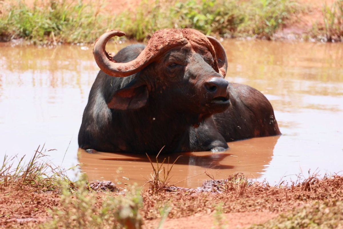 3 Days Tsavo East Safari