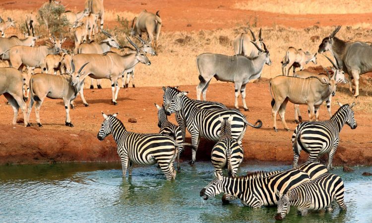 5 Days Tsavo East & West Safari