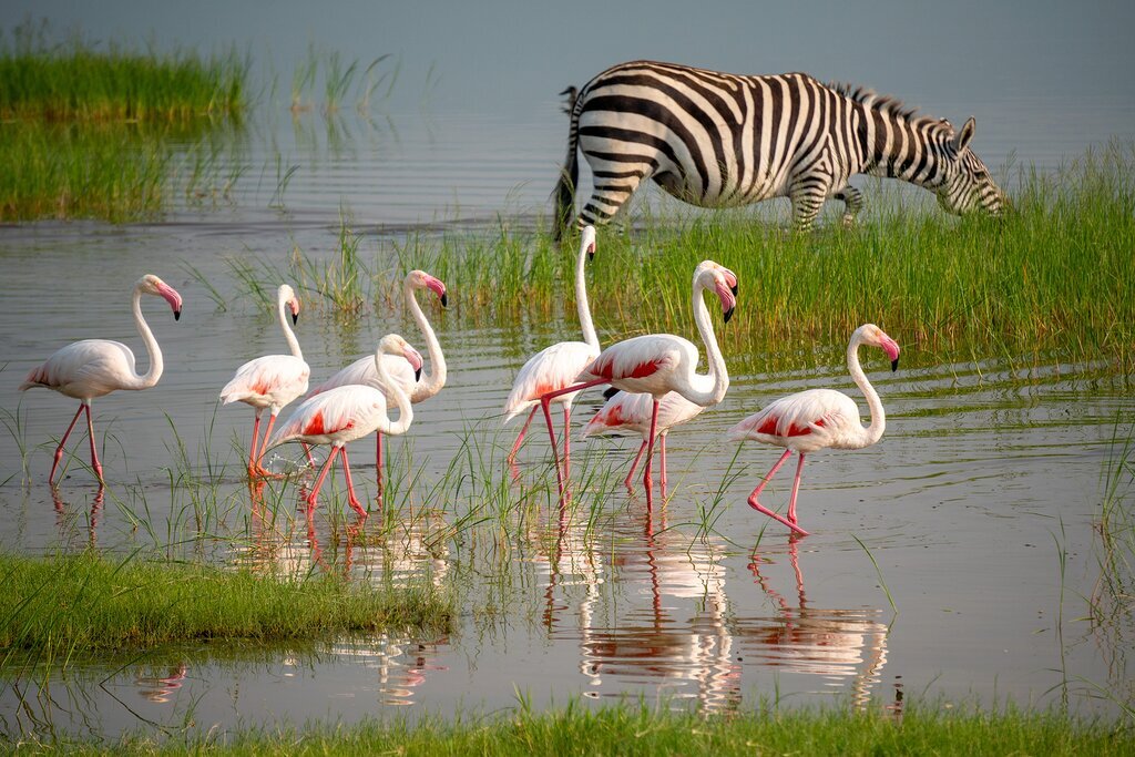 10 Days Kenya & Tanzania Safari